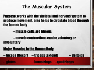 The Muscular System
Purpose: works with the skeletal and nervous system to
produce movement, also helps to circulate blood through
the human body
-- muscle cells are fibrous
-- muscle contractions can be voluntary or
involuntary
Major Muscles in the Human Body
-- biceps (flexor) -- triceps (extend) -- deltoids
-- glutes -- hamstrings --quadriceps
 