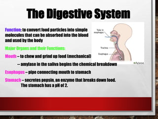 The Digestive System
Function: to convert food particles into simple
molecules that can be absorbed into the blood
and used by the body
Major Organs and their Functions:
Mouth – to chew and grind up food (mechanical)
-- amylase in the saliva begins the chemical breakdown
Esophagus – pipe connecting mouth to stomach
Stomach – secretes pepsin, an enzyme that breaks down food.
The stomach has a pH of 2.
 
