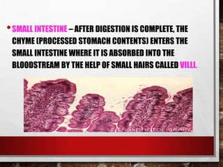 •SMALL INTESTINE – AFTER DIGESTION IS COMPLETE, THE
CHYME (PROCESSED STOMACH CONTENTS) ENTERS THE
SMALL INTESTINE WHERE IT IS ABSORBED INTO THE
BLOODSTREAM BY THE HELP OF SMALL HAIRS CALLED VILLI.
 