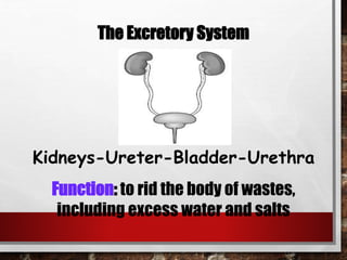 The Excretory System
Kidneys-Ureter-Bladder-Urethra
Function: to rid the body of wastes,
including excess water and salts
 