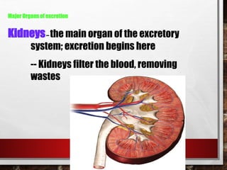 Major Organs of excretion
Kidneys– the main organ of the excretory
system; excretion begins here
-- Kidneys filter the blood, removing
wastes
 