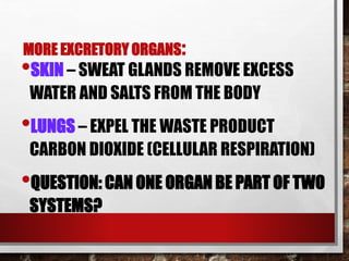 MORE EXCRETORY ORGANS:
•SKIN – SWEAT GLANDS REMOVE EXCESS
WATER AND SALTS FROM THE BODY
•LUNGS – EXPEL THE WASTE PRODUCT
CARBON DIOXIDE (CELLULAR RESPIRATION)
•QUESTION: CAN ONE ORGAN BE PART OF TWO
SYSTEMS?
 