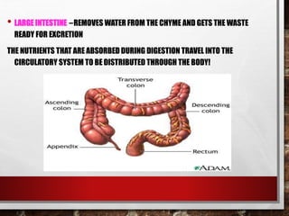 • LARGE INTESTINE – REMOVES WATER FROM THE CHYME AND GETS THE WASTE
READY FOR EXCRETION
THE NUTRIENTS THAT ARE ABSORBED DURING DIGESTION TRAVEL INTO THE
CIRCULATORY SYSTEM TO BE DISTRIBUTED THROUGH THE BODY!
 