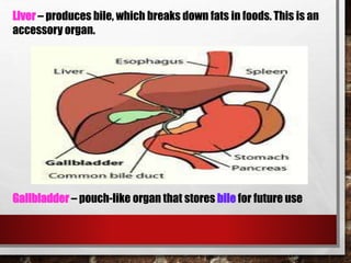 Liver – produces bile, which breaks down fats in foods. This is an
accessory organ.
Gallbladder – pouch-like organ that stores bile for future use
 