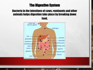 The Digestive System
Bacteria in the intestines of cows, ruminants and other
animals helps digestion take place by breaking down
food.
 