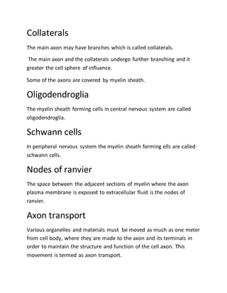 Collaterals
The main axon may have branches which is called collaterals.
The main axon and the collaterals undergo further branching and it
greater the cell sphere of influence.
Some of the axons are covered by myelin sheath.
Oligodendroglia
The myelin sheath forming cells in central nervous system are called
oligodendroglia.
Schwann cells
In peripheral nervous system the myelin sheath forming ells are called
schwann cells.
Nodes of ranvier
The space between the adjacent sections of myelin where the axon
plasma membrane is exposed to extracellular fluid is the nodes of
ranvier.
Axon transport
Various organelles and materials must be moved as much as one meter
from cell body, where they are made to the axon and its terminals in
order to maintain the structure and function of the cell axon. This
movement is termed as axon transport.
 