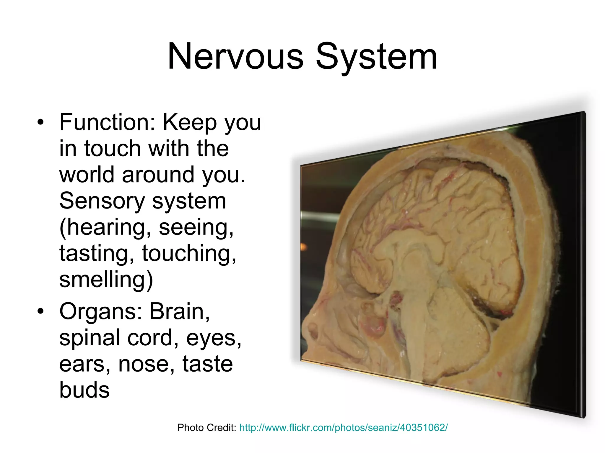 Nervous System Function: Keep you in touch with the world around you. Sensory system (hearing, seeing, tasting, touching, smelling) Organs: Brain, spinal cord, eyes, ears, nose, taste buds Photo Credit:  http://www.flickr.com/photos/seaniz/40351062/ 