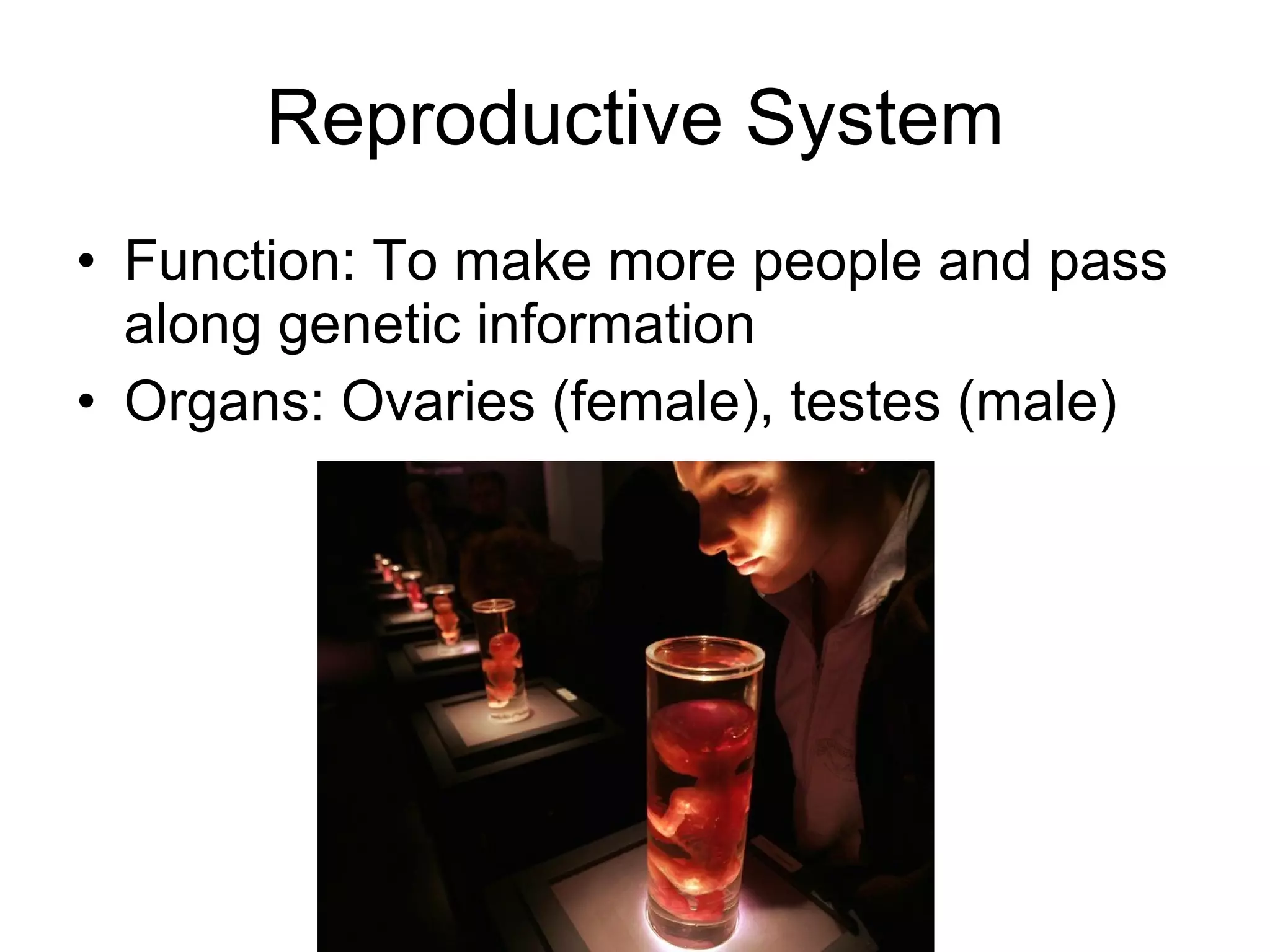 Reproductive System Function: To make more people and pass along genetic information Organs: Ovaries (female), testes (male) 