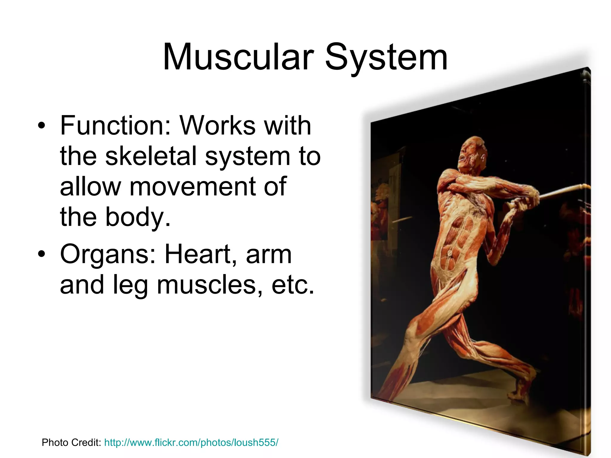 Muscular System Function: Works with the skeletal system to allow movement of the body. Organs: Heart, arm and leg muscles, etc. Photo Credit:  http://www.flickr.com/photos/loush555/ 