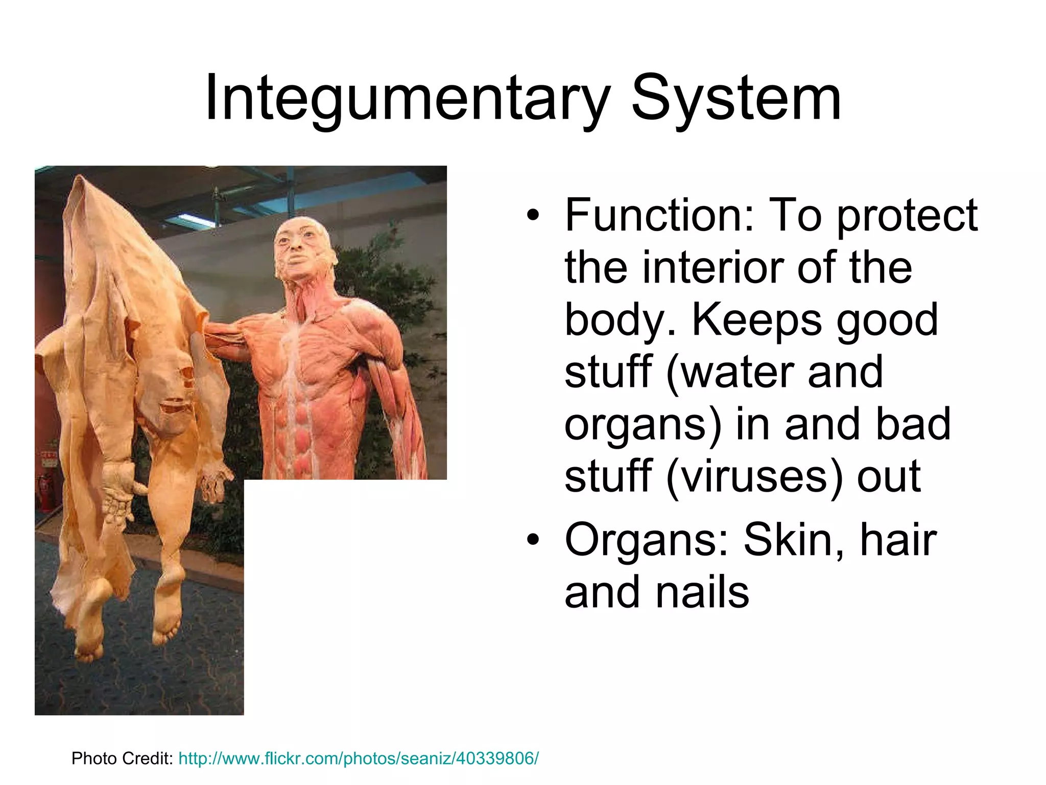 Integumentary System Function: To protect the interior of the body. Keeps good stuff (water and organs) in and bad stuff (viruses) out Organs: Skin, hair and nails Photo Credit:  http://www.flickr.com/photos/seaniz/40339806/ 