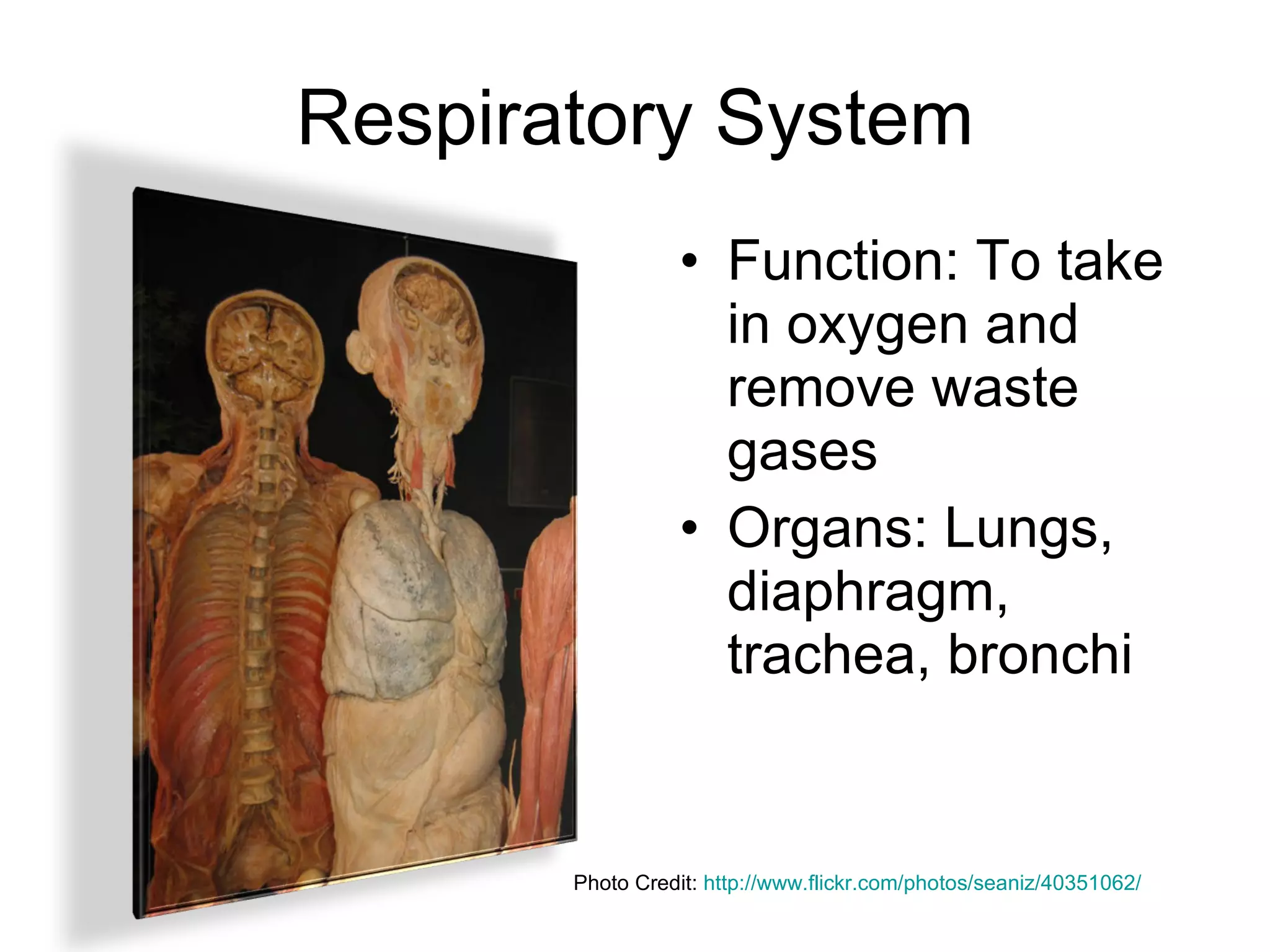 Respiratory System Function: To take in oxygen and remove waste gases Organs: Lungs, diaphragm, trachea, bronchi Photo Credit:  http://www.flickr.com/photos/seaniz/40351062/ 