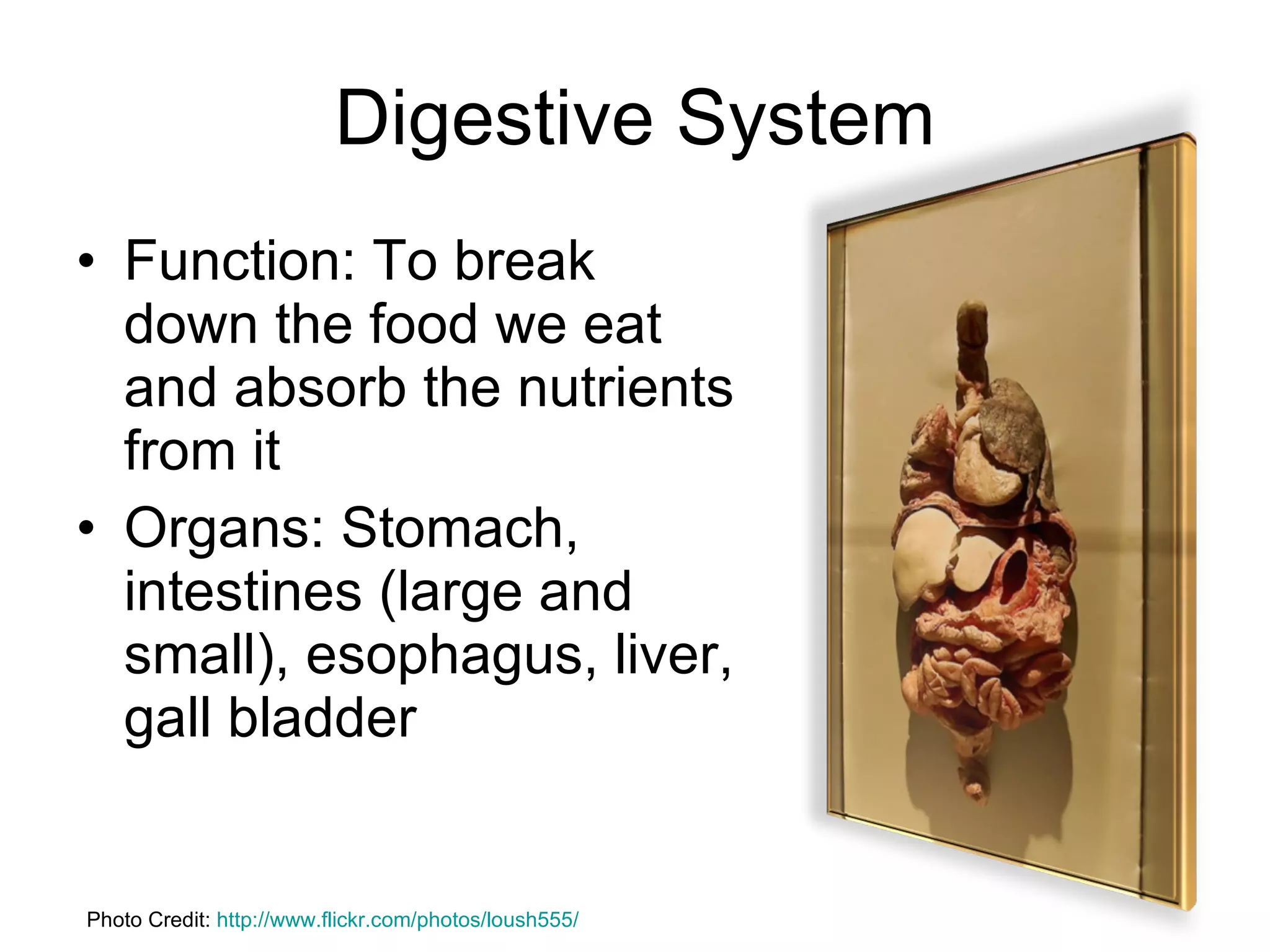 Digestive System Function: To break down the food we eat and absorb the nutrients from it Organs: Stomach, intestines (large and small), esophagus, liver, gall bladder Photo Credit:  http://www.flickr.com/photos/loush555/ 