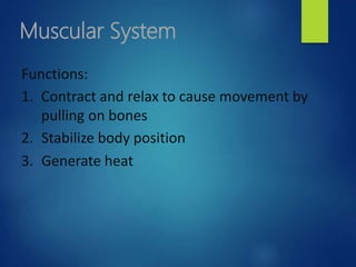 Muscular System
Functions:
1. Contract and relax to cause movement by
pulling on bones
2. Stabilize body position
3. Generate heat
 