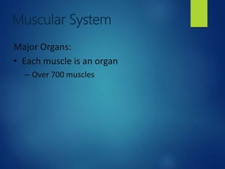 Muscular System
Major Organs:
• Each muscle is an organ
– Over 700 muscles
 