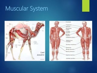 Muscular System
 