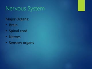 Nervous System
Major Organs:
• Brain
• Spinal cord
• Nerves
• Sensory organs
 