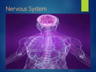 Nervous System
 