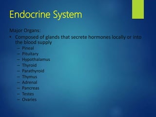 Endocrine System
Major Organs:
• Composed of glands that secrete hormones locally or into
the blood supply
– Pineal
– Pituitary
– Hypothalamus
– Thyroid
– Parathyroid
– Thymus
– Adrenal
– Pancreas
– Testes
– Ovaries
 