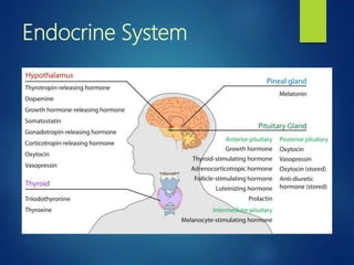 Endocrine System
 