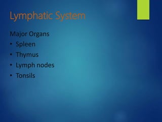 Lymphatic System
Major Organs
• Spleen
• Thymus
• Lymph nodes
• Tonsils
 