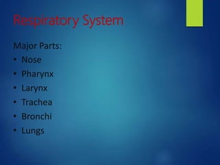 Respiratory System
Major Parts:
• Nose
• Pharynx
• Larynx
• Trachea
• Bronchi
• Lungs
 