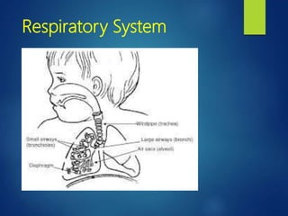 Respiratory System
 