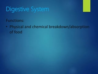 Digestive System
Functions:
• Physical and chemical breakdown/absorption
of food
 