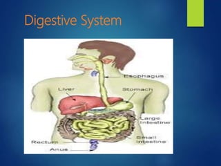 Digestive System
 