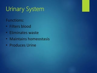 Urinary System
Functions:
• Filters blood
• Eliminates waste
• Maintains homeostasis
• Produces Urine
 