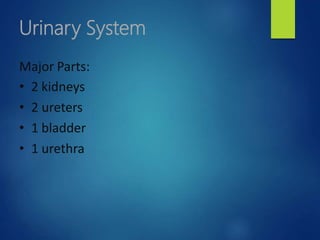 Urinary System
Major Parts:
• 2 kidneys
• 2 ureters
• 1 bladder
• 1 urethra
 