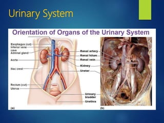 Urinary System
 