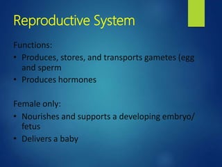 Reproductive System
Functions:
• Produces, stores, and transports gametes (egg
and sperm
• Produces hormones
Female only:
• Nourishes and supports a developing embryo/
fetus
• Delivers a baby
 