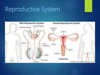 Reproductive System
 