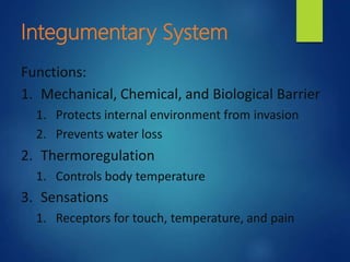 Integumentary System
Functions:
1. Mechanical, Chemical, and Biological Barrier
1. Protects internal environment from invasion
2. Prevents water loss
2. Thermoregulation
1. Controls body temperature
3. Sensations
1. Receptors for touch, temperature, and pain
 