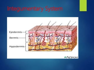 Integumentary System
 