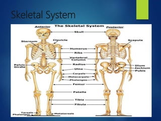 Skeletal System
 