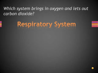 Which system brings in oxygen and lets out
carbon dioxide?
 