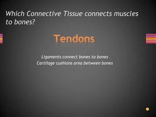 Which Connective Tissue connects muscles
to bones?



           Ligaments connect bones to bones
         Cartilage cushions area between bones
 