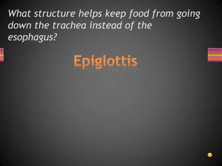 What structure helps keep food from going
down the trachea instead of the
esophagus?
 