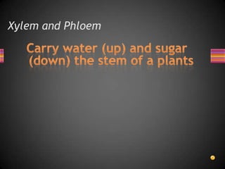 Xylem and Phloem
 