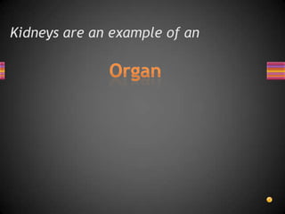 Kidneys are an example of an
 