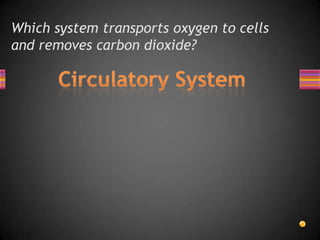 Which system transports oxygen to cells
and removes carbon dioxide?
 