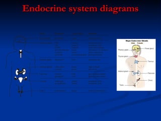 Endocrine system diagrams 