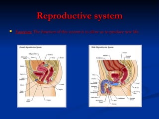 Reproductive system Function:  The function of this system is to allow us to produce new life. 