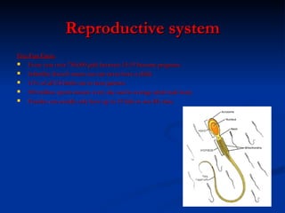 Reproductive system Five Fun Facts: Every year over 750,000 girls between 15-19 become pregnant. Infertility doesn’t mean you can never have a child. 11% of all US births are to teen parents. 500 million sperm mature every day and in average adult male body Females can usually only have up to 35 kids in one life time. 