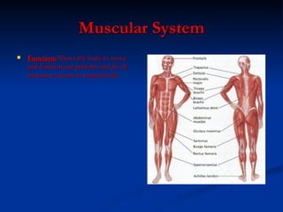 Muscular System Function: Allows the body to move and function,run perform and do all necessary actions to maintain life.  