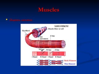 Muscles   Diagrams- sacromere 