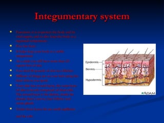 Integumentary system Functions: it is to protect the body and its vital organs, and to also keep the body at a regulated temperature.  Five fun facts:  It helps keep your body at a stable temperature As a adult you will have more then 20 sqaure feet of skin You shed 20 pounds of skin in a lifetime Millions of things are on your bed eating the dead skin as you speek Your skin has several layers, the outer layer of skin is mostly composed of dead cells. The second layer is the dermis, inside the dermis there’s nerves, hair follicles and sweat glands Under these layers the are small capillaries and fat cells.   