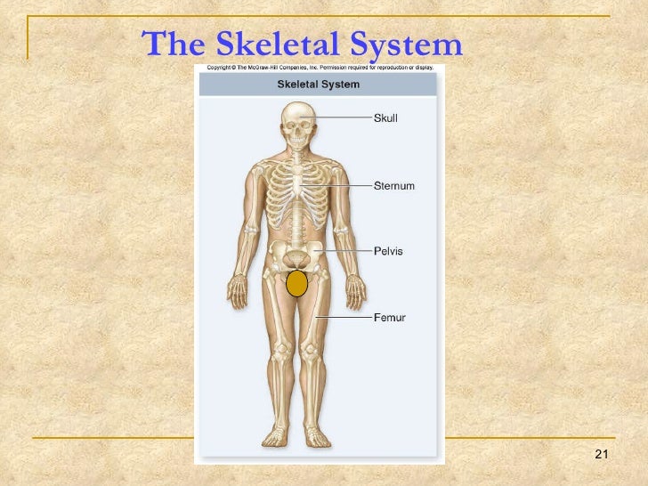 Body Systems