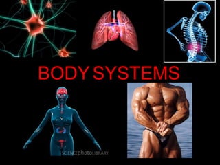 BODY SYSTEMS  BODY   SYSTEMS 